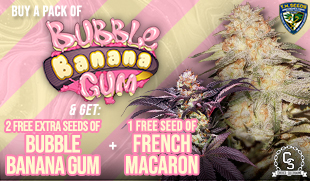 TH Seeds Original Bubble Banana Gum + French Macaron