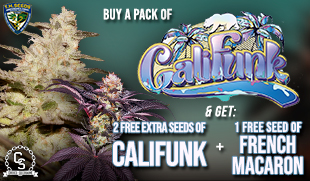 TH Seeds Califunk & French Macaron