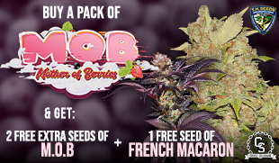 TH Seeds M.O.B + French Macaron