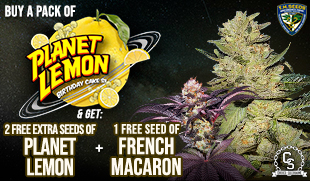 TH Seeds Planet Lemon