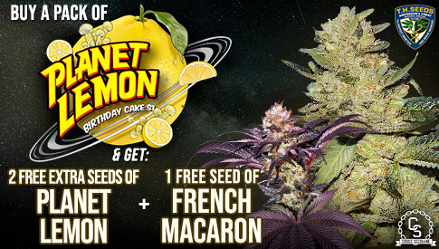 TH Seeds Planet Lemon