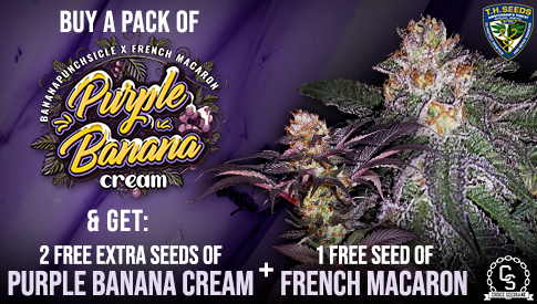 TH Seeds Purple Banana Cream + French Macaron