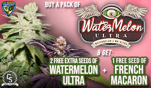 TH Seeds Watermelon Ultra + French Macaron