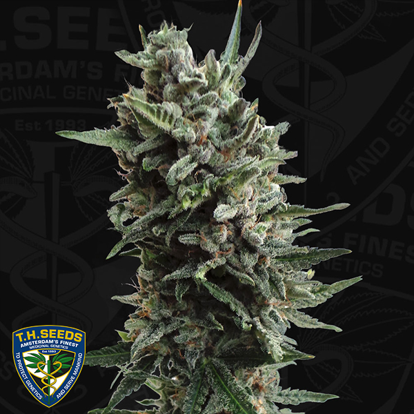 T H Seeds AUTO Critical HOG