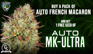 TH Seeds Auto MK-Ultra with French Macaron