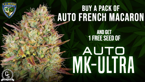 TH Seeds Auto MK-Ultra with French Macaron