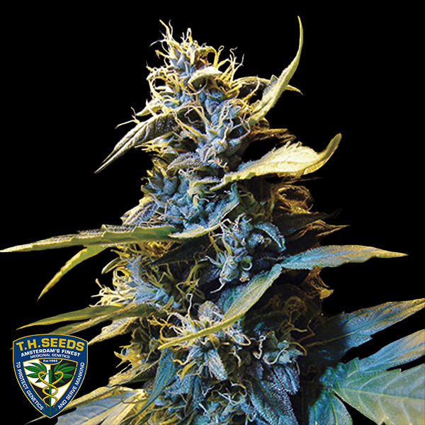 T H Seeds AUTO Northern HOG