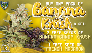 TH Seeds Banana Candy Krush + French Macaron
