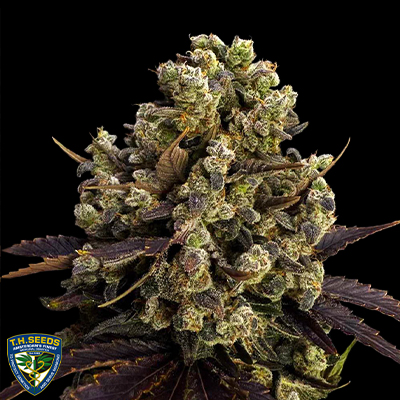 T H Seeds BubbleDawg