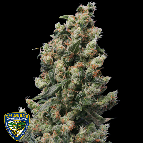 T H Seeds Kushage