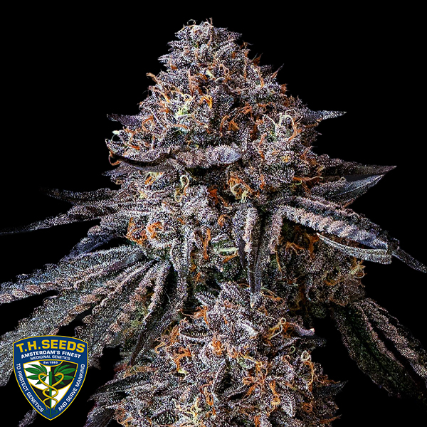 T H Seeds London Bubbly