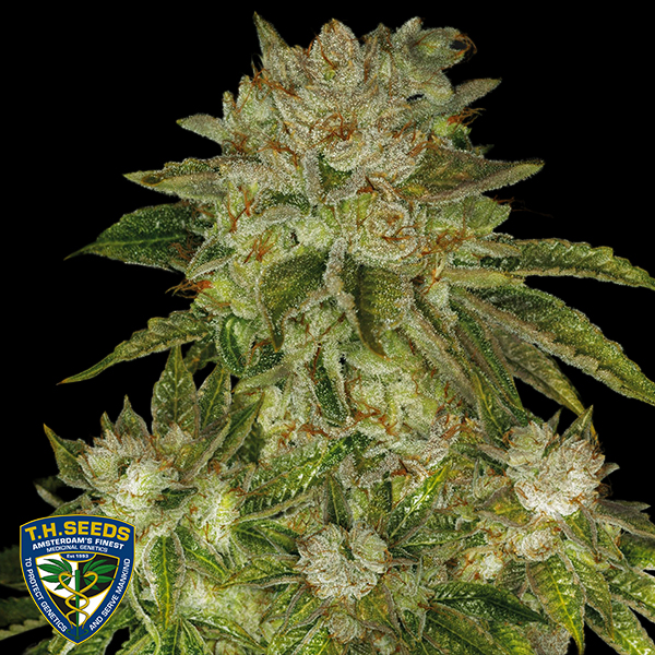 T H Seeds MK-Ultra Kush