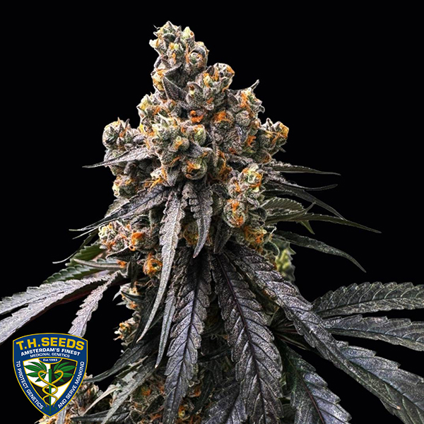 T H Seeds Mona Lisa x Original Bubblegum