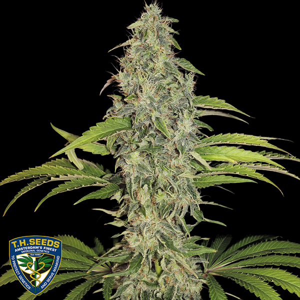 T H Seeds S.A.G.E. CBD