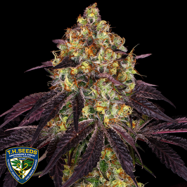 T H Seeds Stracciatella aka Do-Si-Dos x SBC