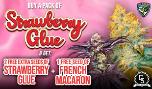 TH Seeds Strawberry Glue & French Macaron