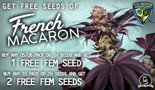 TH Seeds French Macaron