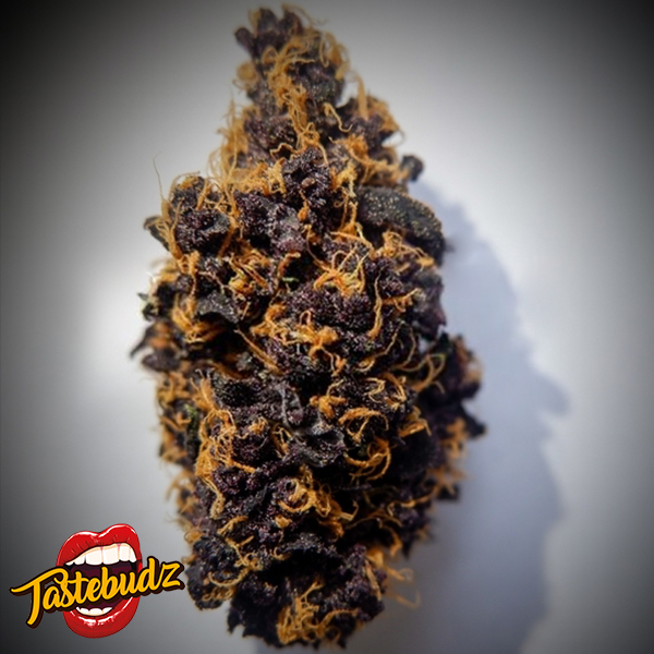 Tastebudz Seeds AUTO Purple Punch
