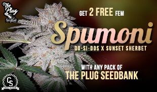 The Plug Spumoni
