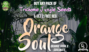 Trichome Jungle Seeds Orange Soul