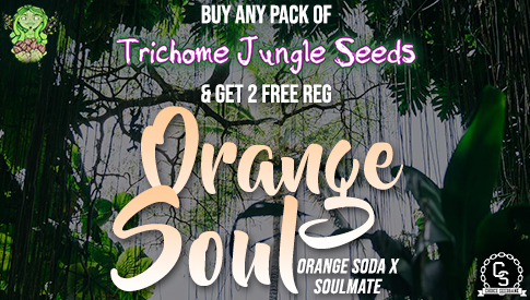 Trichome Jungle Seeds Orange Soul