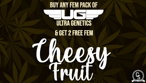 Ultra Genetics Cheesy Fruit