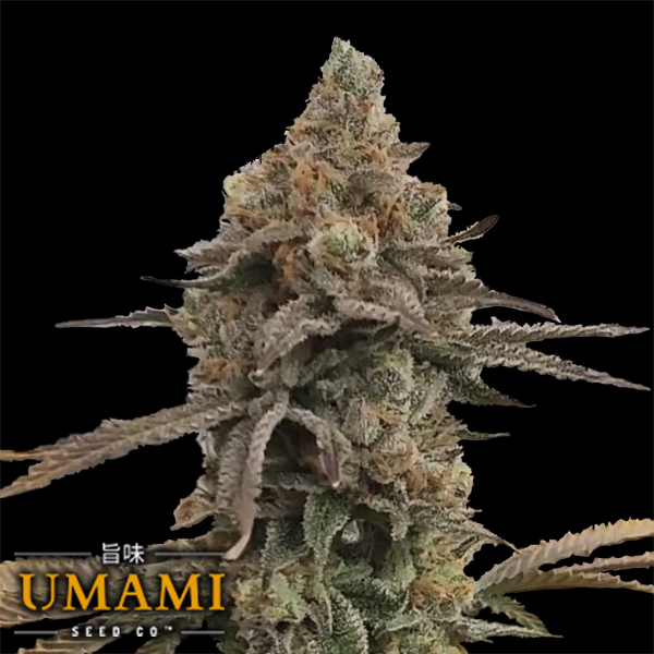 Umami Seed Co. x DNA Genetics Color Theory