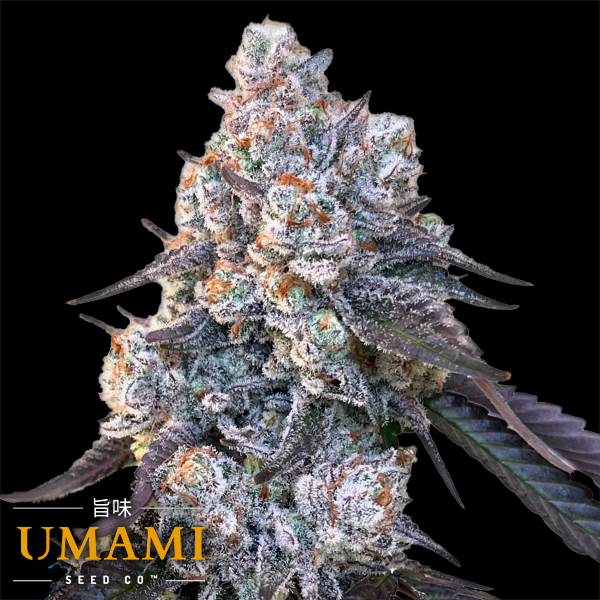 Umami Seed Co. Frostade