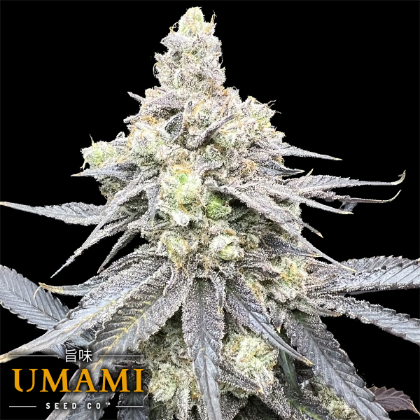 Umami Seed Co. x DNA Genetics Juice Pack