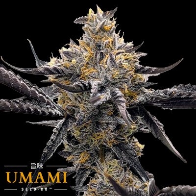 Umami Seed Co. Kakashi