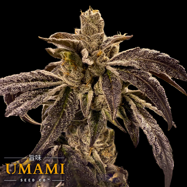 Umami Seed Co. Prime Lime