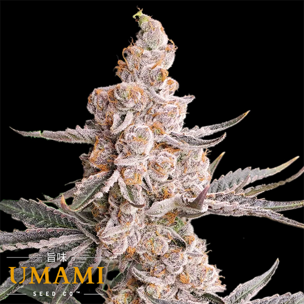 Umami Seed Co. x DNA Genetics Strawzilla