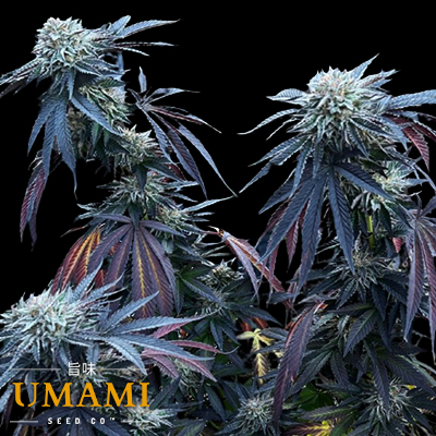 Umami Seed Co. Sunset Limes