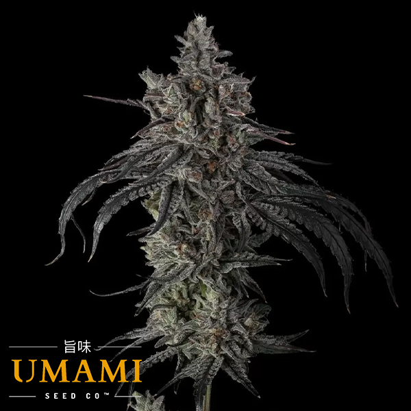 Umami Seed Co. Zoda Bx1
