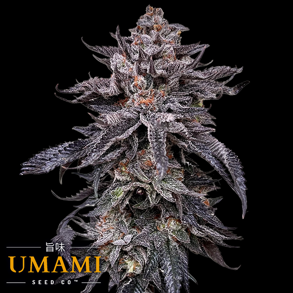 Umami Seed Co. Zodaza