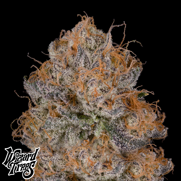 Wizard Trees Genetics Black Light