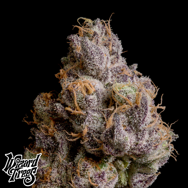 Wizard Trees Genetics Shazam