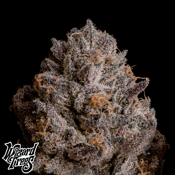 Wizard Trees Genetics Tea Tree