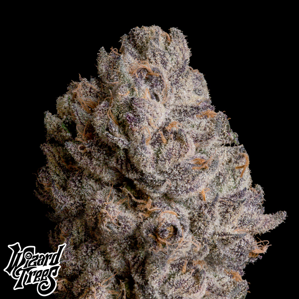 Wizard Trees Genetics The Curse