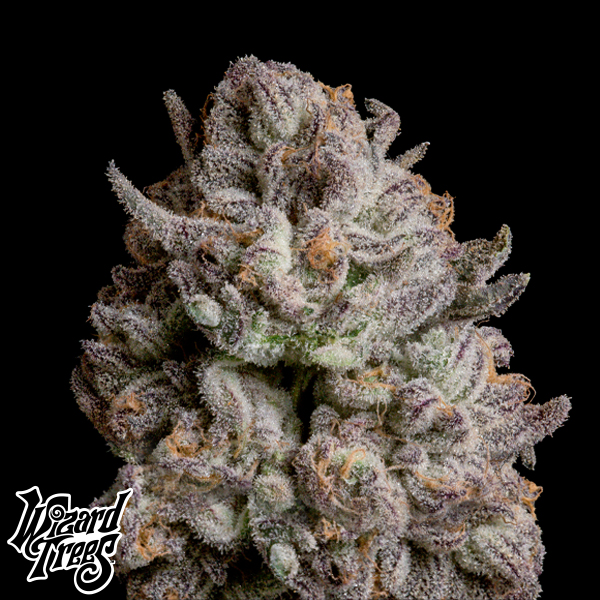 Wizard Trees Genetics Voodoo