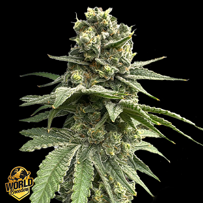 World Breeders Seeds Strawberry Banana