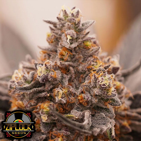 Ziplock Seeds Pineapple Crush