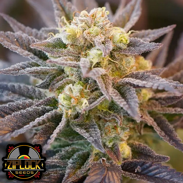 Ziplock Seeds Voodoo Child