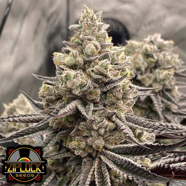 Ziplock Seeds Znow Leopard