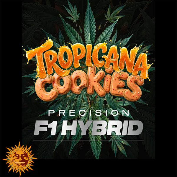 Barneys Farm Seeds AUTO Tropicana Cookies