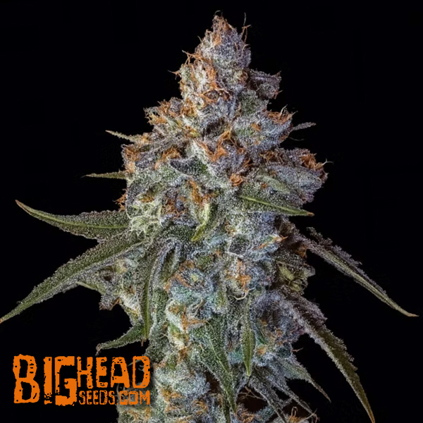Big Head Seeds Cherry Pie