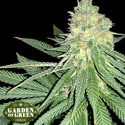 Garden Of Green Seeds Stardawg