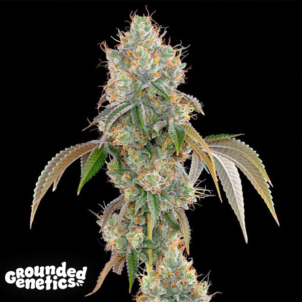 Grounded Genetics Limescotti