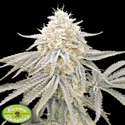 Karma Genetics Seeds Zirop