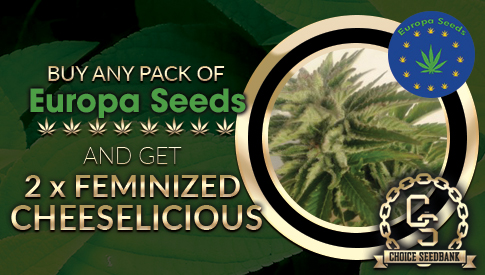 The Choice Seedbank - Buy Cannabis Seeds Online | Best Marijuana ... The Choice Seedbank - Buy Cannabis Seeds Online | Best Marijuana ...